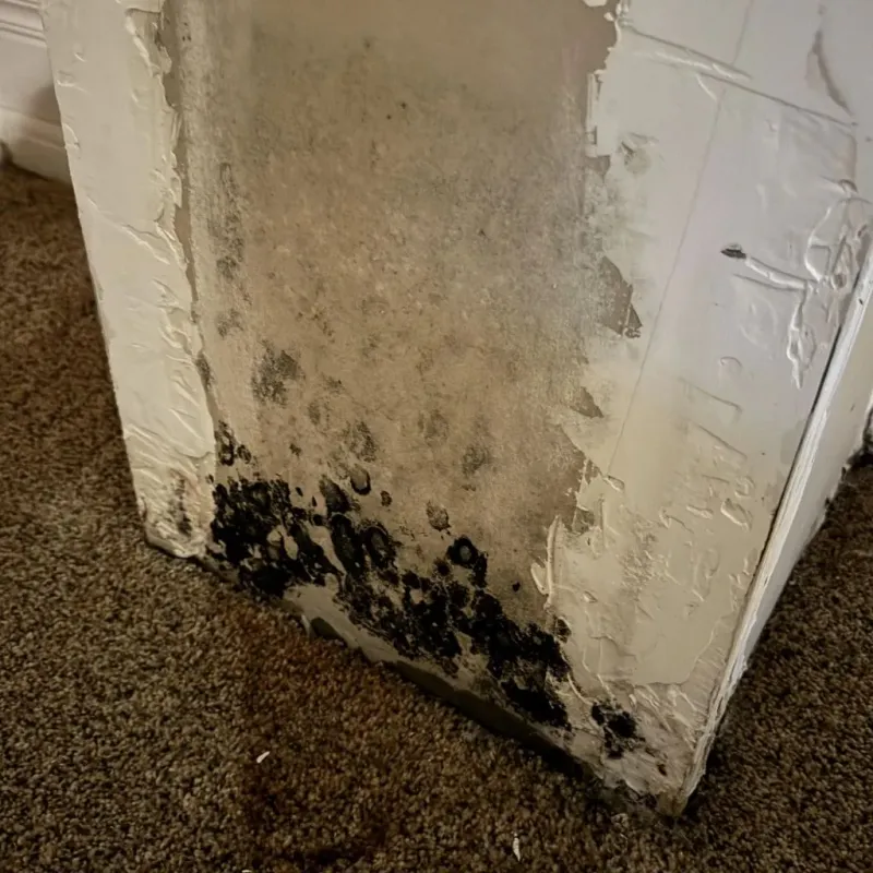Professional Mold Removal in Canfield, OH